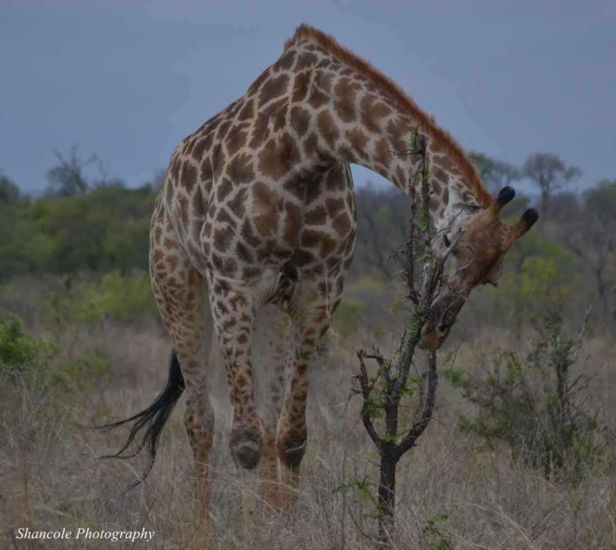 Giraffe at Umkumbe Safari Lodge