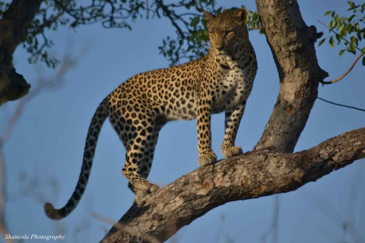 Sabi Sand Leopard in Tree