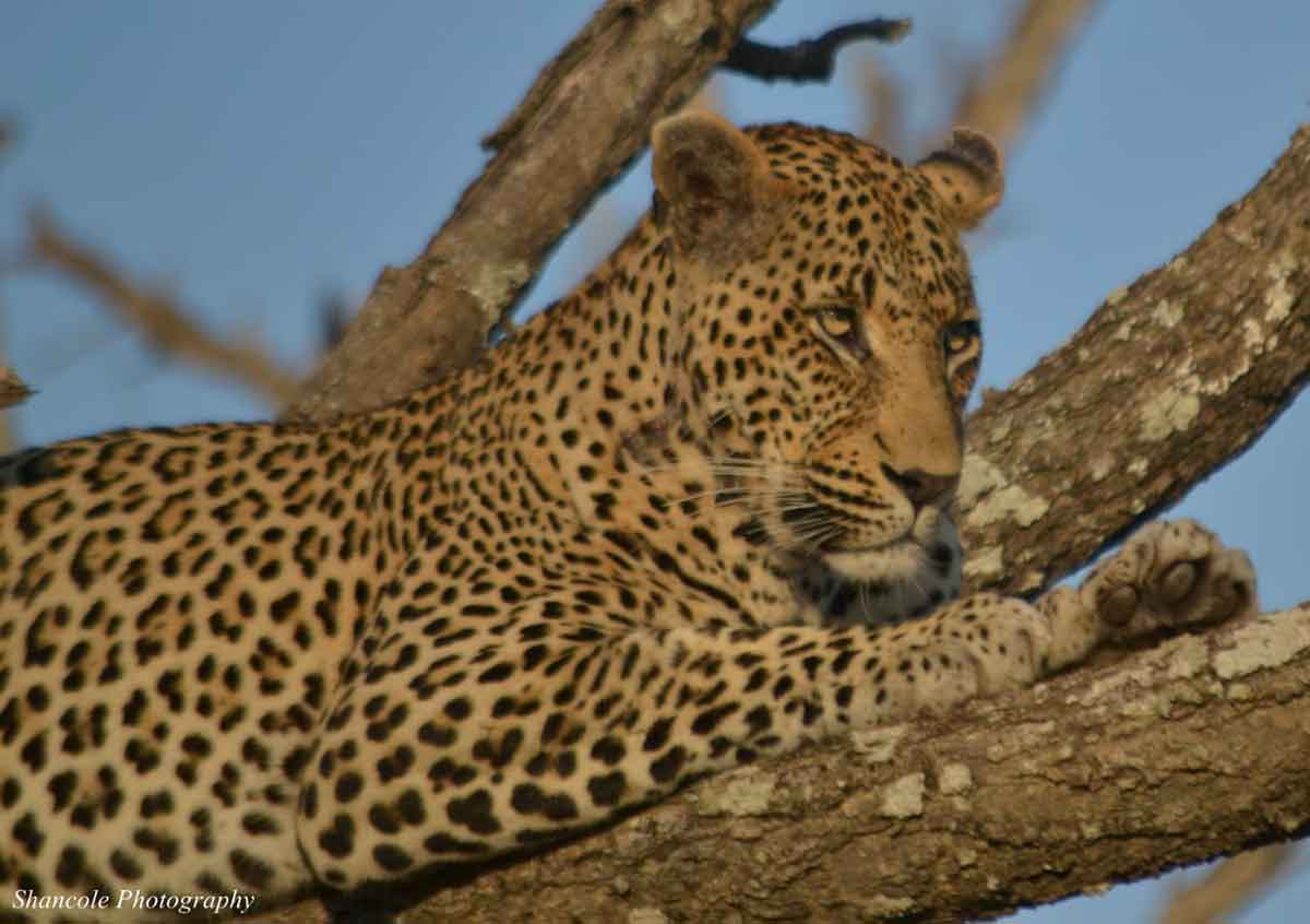 Umkumbe Leopard in Tree
