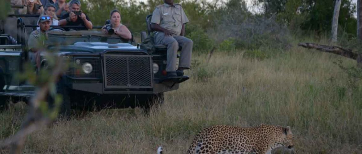 Sabi Sand Cats Spotted at Umkumbe Safari Lodge Riverside
