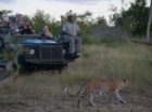 We recently wrote a blog post about the prolific predator sightings in the Klaserie over a 24 hour period. If you recall, there was a sighting of 6 unknown lions eagerly tucking into a giraffe kill, 15 wild dog puppies huddling together on the road, and 3 cheetah relaxing after a recent kill. The lions […]