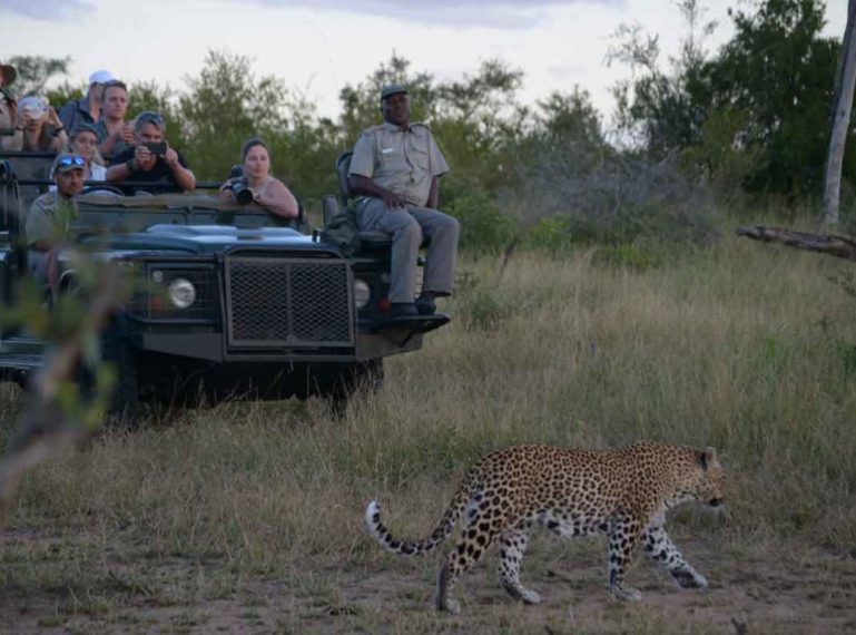 Sabi Sand Cats Spotted at Umkumbe Safari Lodge Riverside