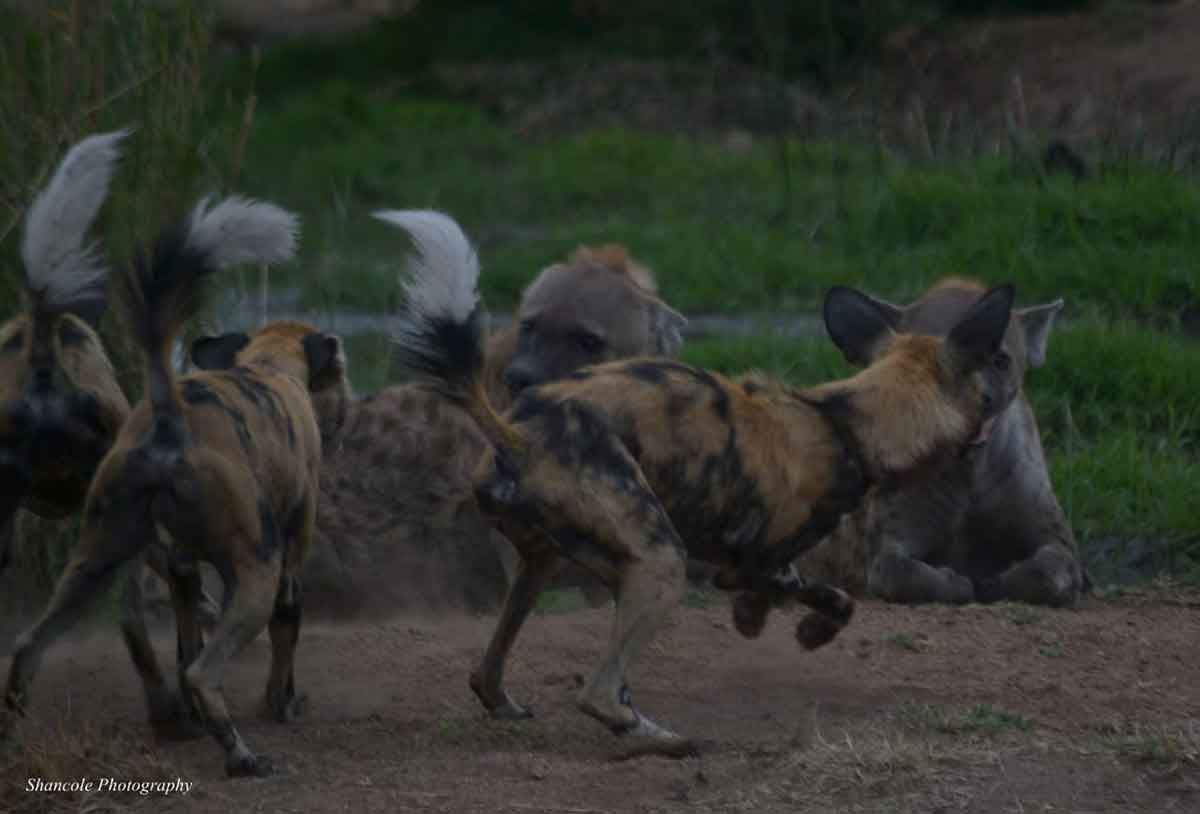 Wild Dogs at Umkumbe