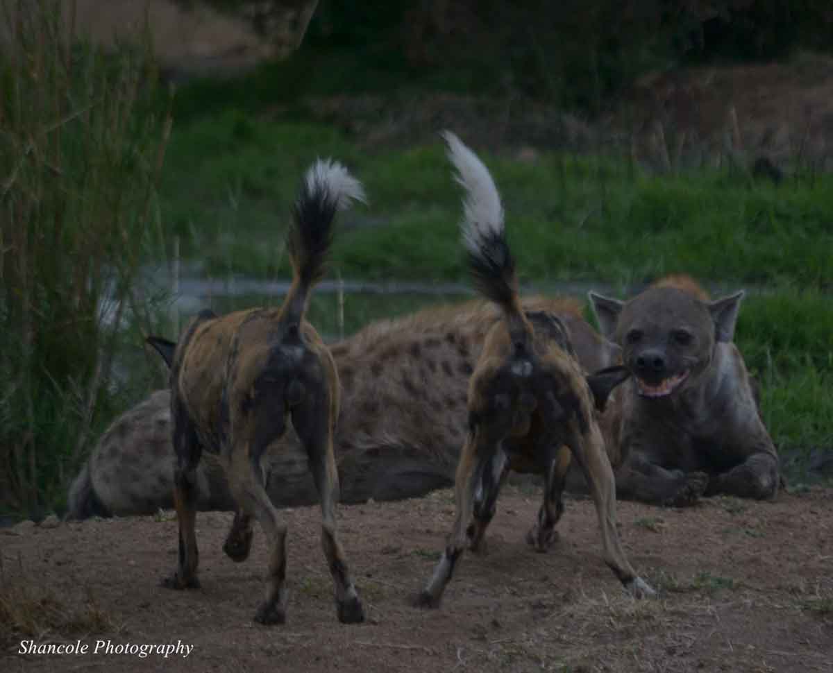 Wild Dogs and Hyena in Sabi Sand