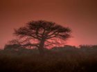 The 3-day Africa on Foot Wilderness Trail has grown in popularity since its inception a few years ago. Eager trailblazers have been hotfooting to Kruger to immerse themselves in the wild, while soaking up the rustic atmosphere of camp life. After 3 days of a mind blowing Kruger walking safari and soaking up the splendour […]