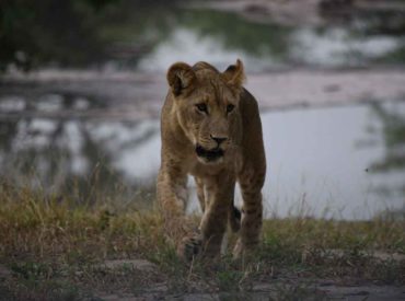 Occupying  365 000 hectares of pristine bushveld territory on the outskirts of the famed Moremi Game Reserve, Mankwe Tented Retreat’s rugged wilderness location is certainly a major drawcard for explorers. In addition to their expansive traverse, Mankwe has recently extended their traverse to include the Khwai River, a predator-rich region known for its prolific big […]