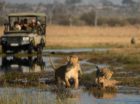 We’re inundated with reports of leopard sightings on the Umkumbe traverse, which is no surprise given that the Sabi Sand is a world-renown hotspot for leopards. Leopards are drawn to the area because of the easy access to water, availability of prey and numerous drainage lines. Bordering on the Kruger National Park also means lone […]
