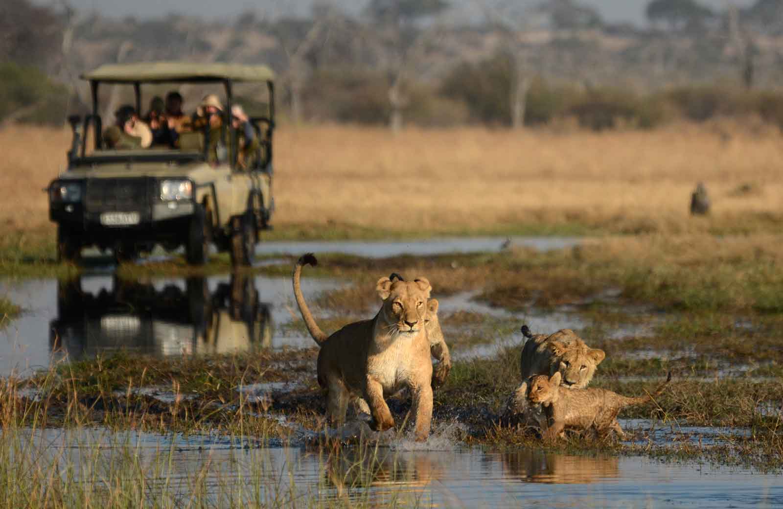 Game Drives in Camp Savuti