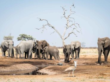 Chobe National Park and the Okavango Delta are the most sought-after safari destinations in Botswana, one with endless elephants and the other crowded with honking hippos. Chobe National Park is the pinnacle of a true land based safari experience, where spotting avenues of baobab trees and ferocious predators are the order of the day. For […]