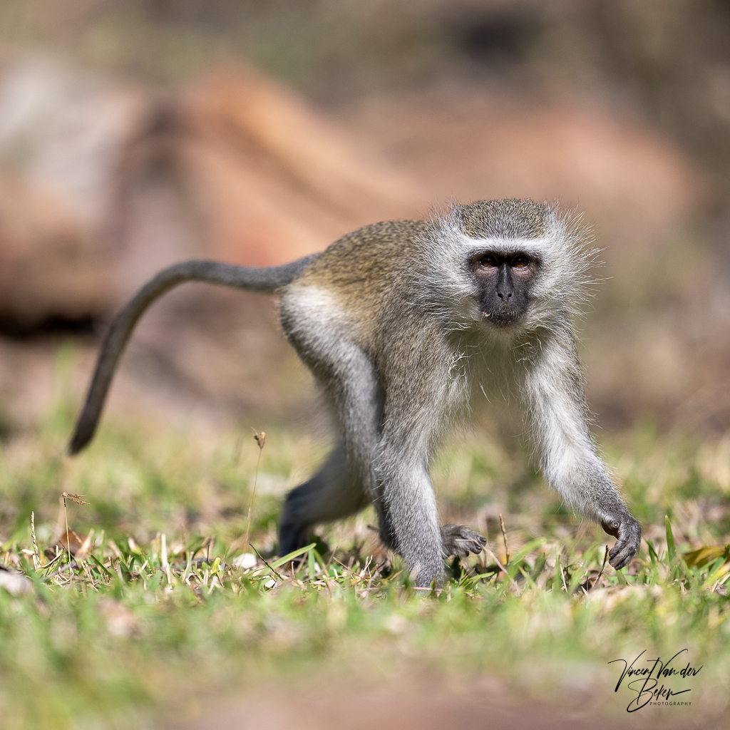 Vervet Monkey at Chacma