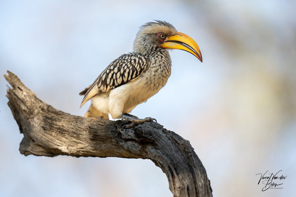 Yellow billed hornbill at Chacma