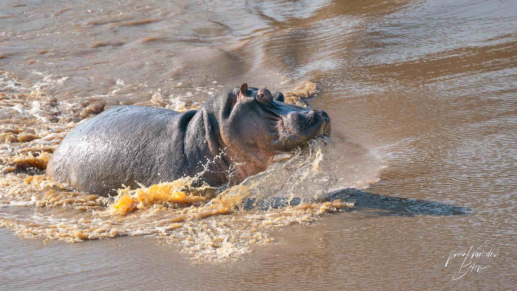 Hippos at Chacma Bush Camp