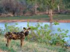 We’re inundated with reports of leopard sightings on the Umkumbe traverse, which is no surprise given that the Sabi Sand is a world-renown hotspot for leopards. Leopards are drawn to the area because of the easy access to water, availability of prey and numerous drainage lines. Bordering on the Kruger National Park also means lone […]