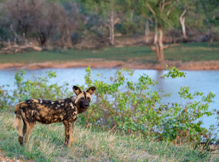 #MySunDestinations: The Bushveld Belgian Visits Chacma Bush Camp