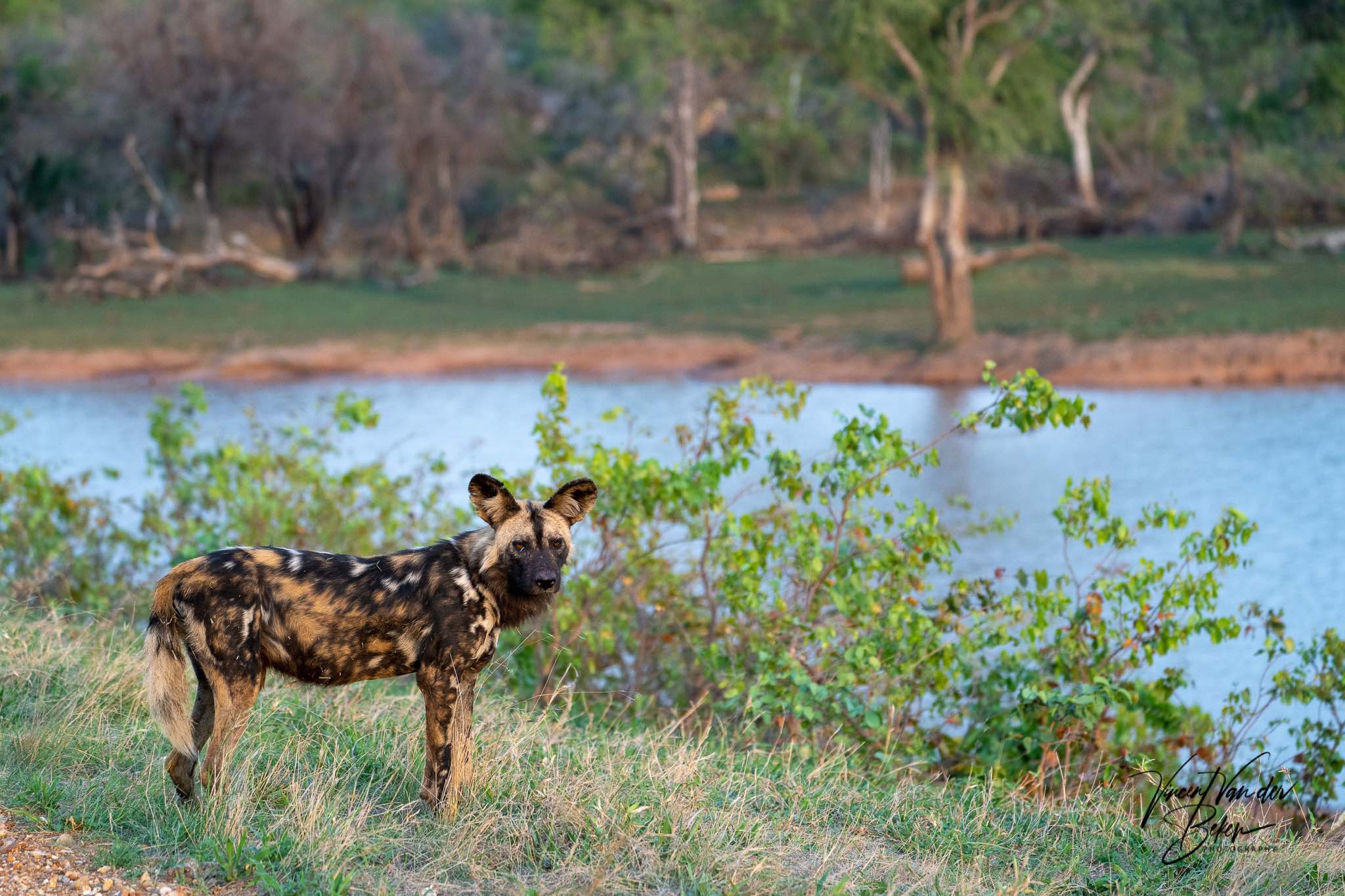 African Wild Dogs at Chacma Bush Camp