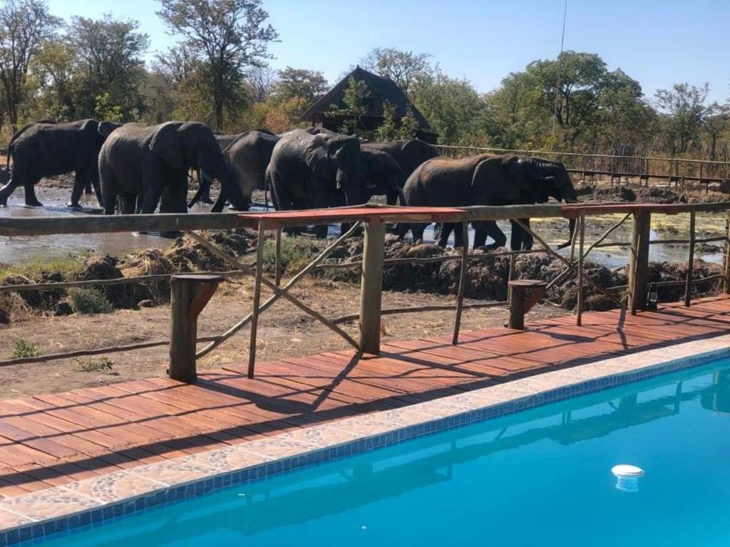 Chobe Mopani Waterhole with Elephants