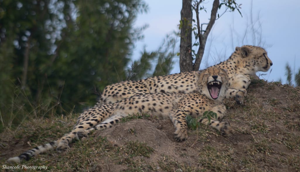 Umkumbe Safari Lodge Riverside Cheetah