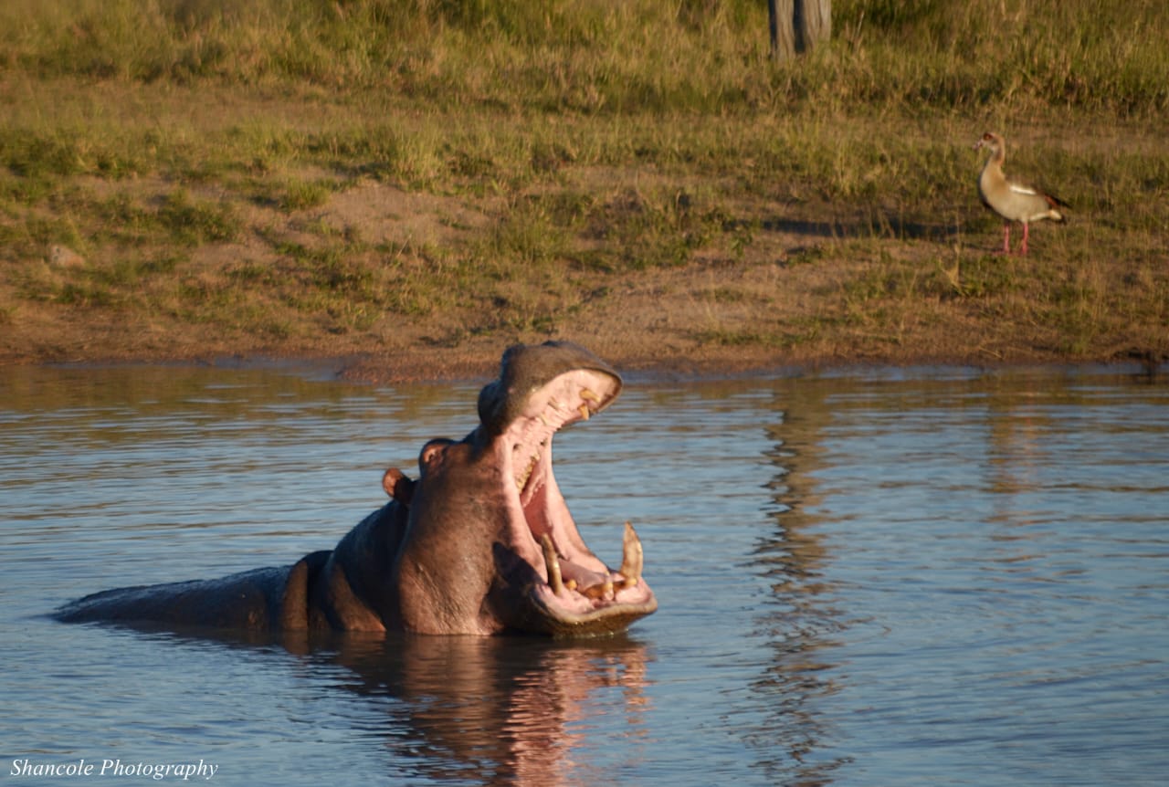 Hippo Guarding the Dam