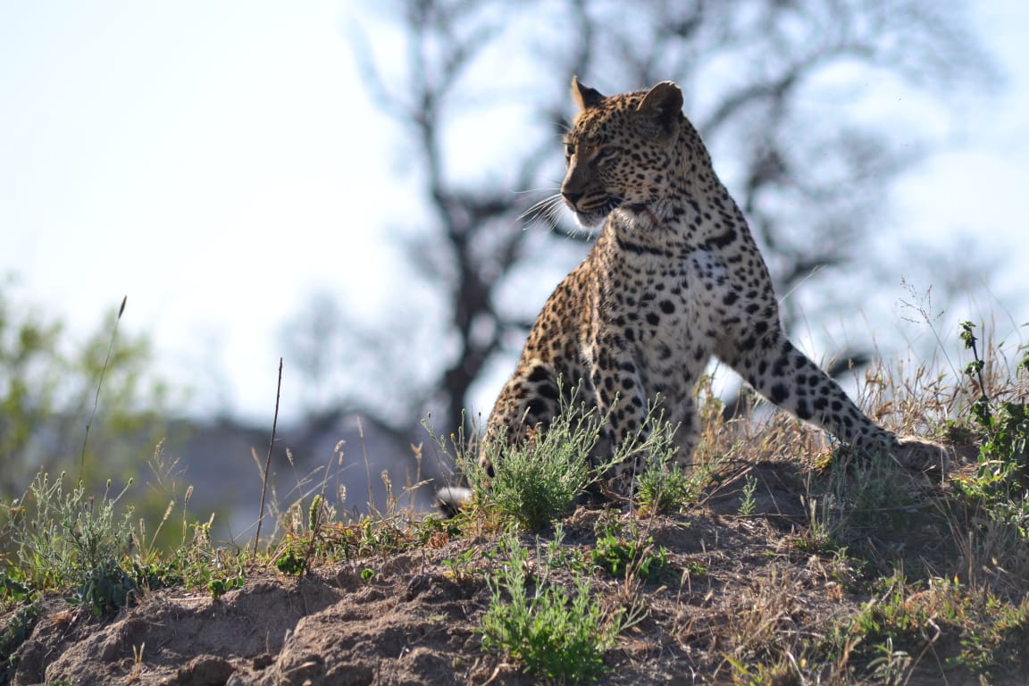 Leopard Observing its Landscape