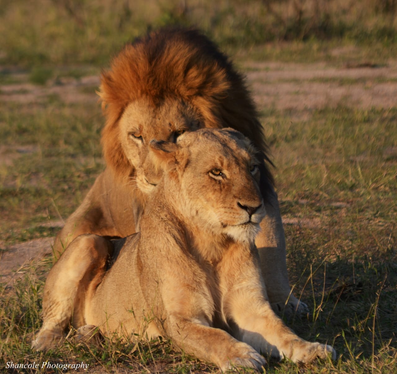 Lions Mating in the Wild