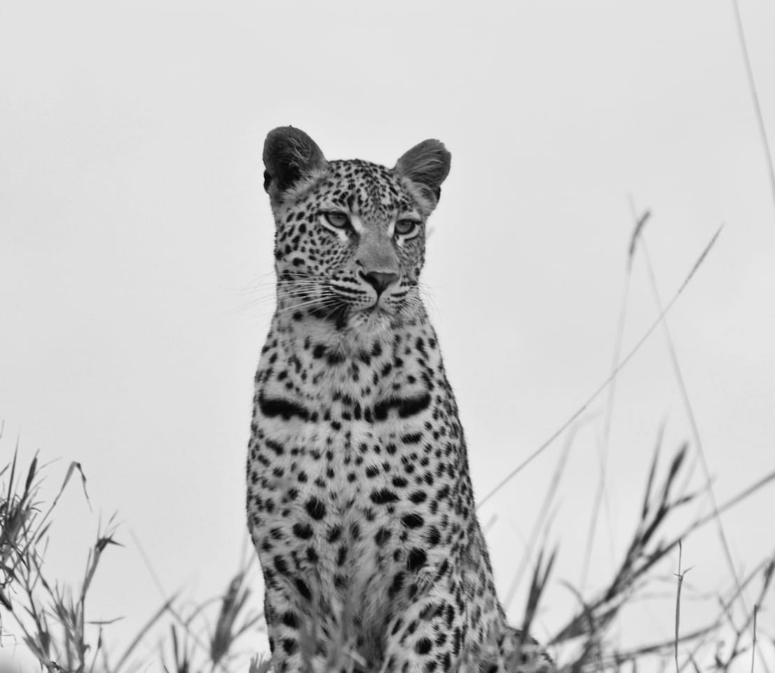 Leopards in the Sabi Sand