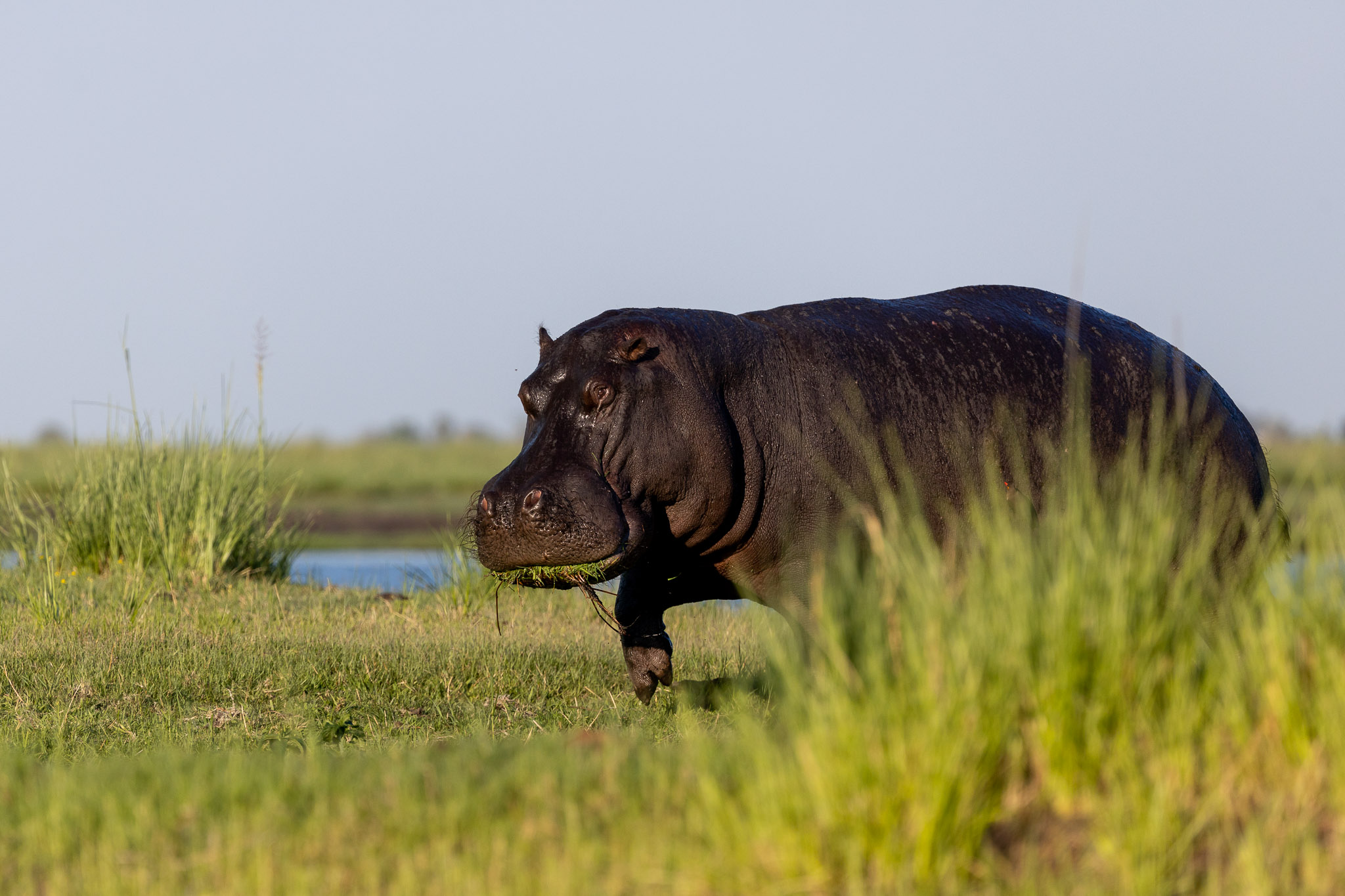 Chobe Mopani Hippos