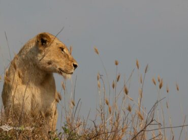 Over the past few months Umkumbe Safari Lodge Riverside has received rave reviews for their expert guiding skills, game viewing opportunities, and warm hospitality. Today we’d like to showcase a few images from our budding photographer-guides who exhibit a passion for both the wild and the lens. In addition, we are also going to shine […]