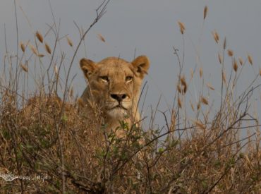 Umkumbe Safari Lodge Riverside is one of Sun Destinations’ most established properties in the Greater Kruger. Sitting in a prime position in the Sabie Game Reserve surrounded by the Sabi Sand, Umkumbe’s drawcard is its abundant predator viewing opportunities and affordability. We are often flooded with reports of leopard and lion sightings from Umkumbe’s passionate […]