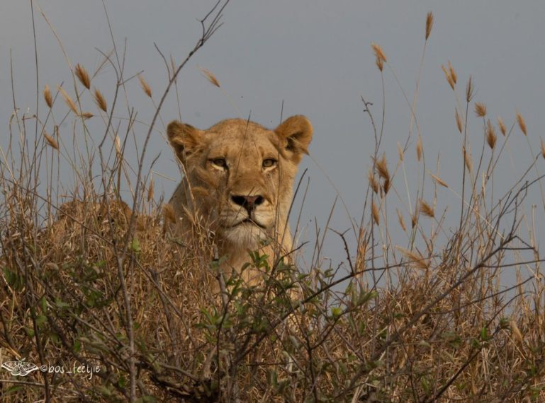 An Update from Umkumbe in the Sabie Game Reserve