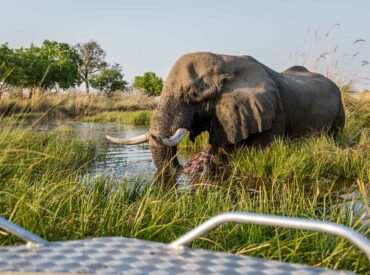 Our favourite Okavango Delta camp, Mboma Island Expeditions, has been included in 7 of our newly launched Botswana itineraries. This means you can pair that dreamy trip to the waterways of the Okavango Delta with a land based safari to the hidden corners of the Chobe National Park’s Savuti region.  Our Botswana circuit, called Trails of […]