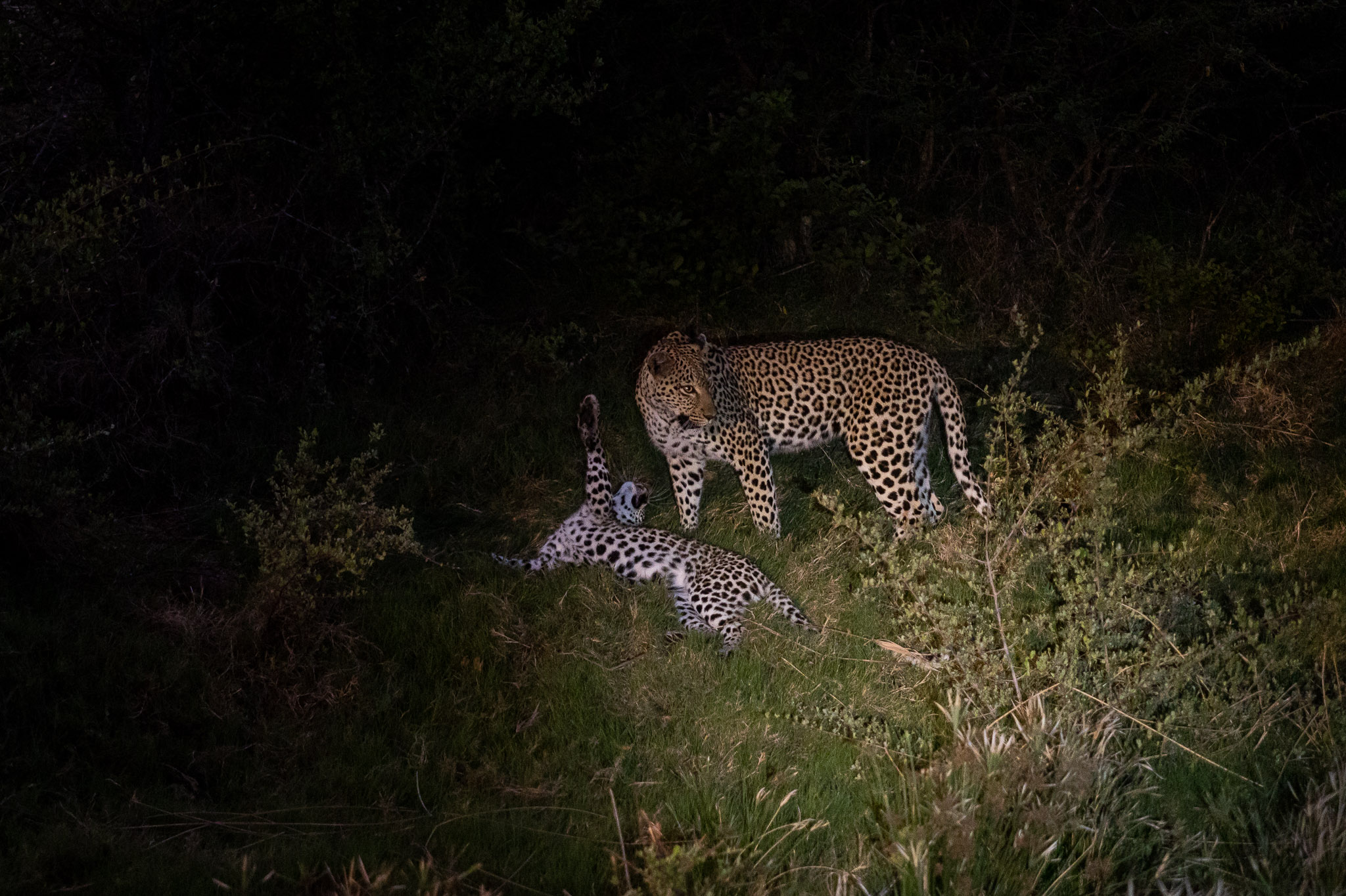 Leopards of the Balule Nature Reserve
