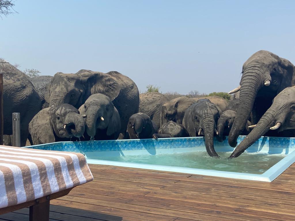 Elephants at the nThambo Poolside