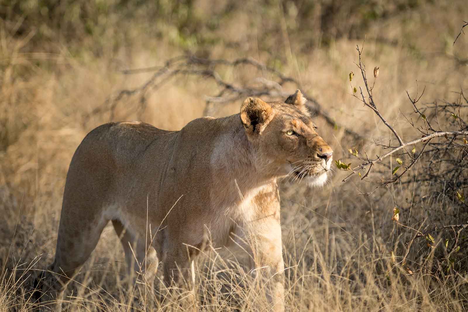 Lioness at Nambu Camp