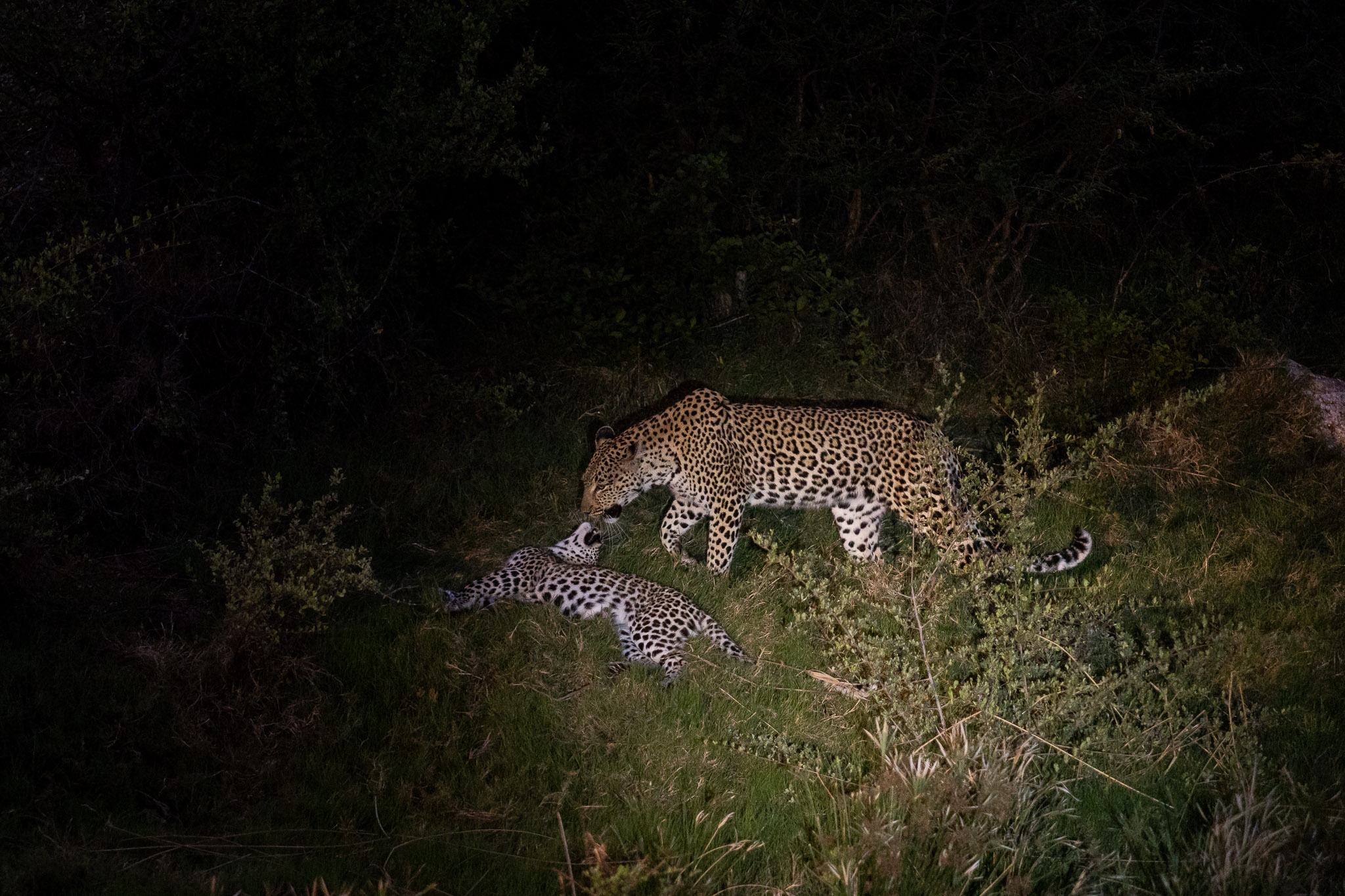 Leopards at Nambu Camp