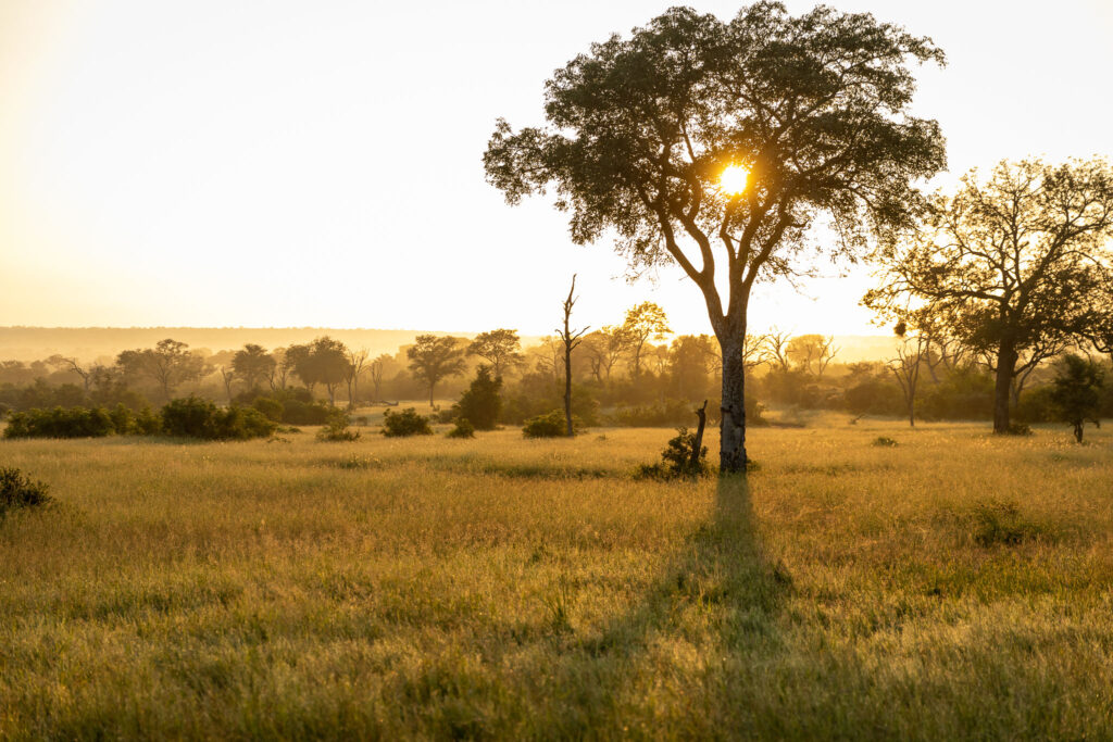 Sundowners in the Sabie Game Reserve