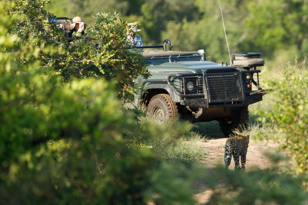 Getting Up Close to Leopards in Sabie Game Reserve