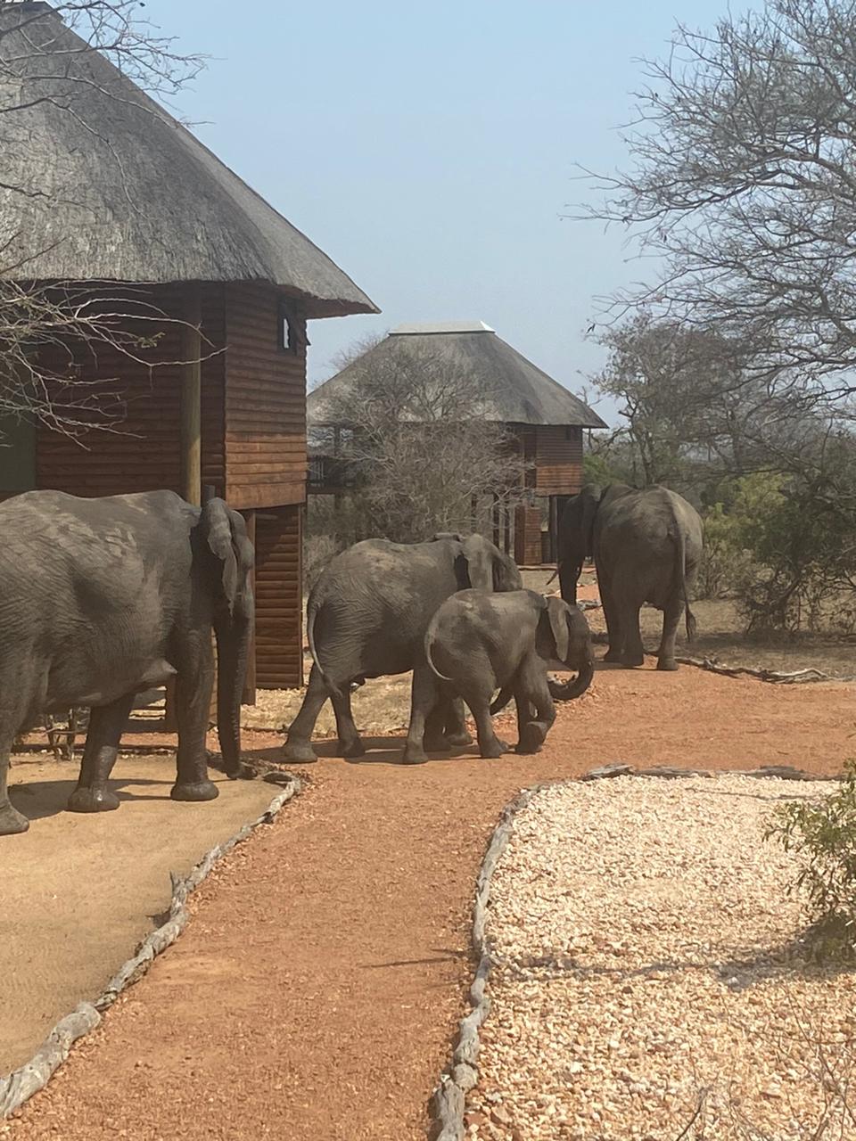 Elephants moving through nThambo
