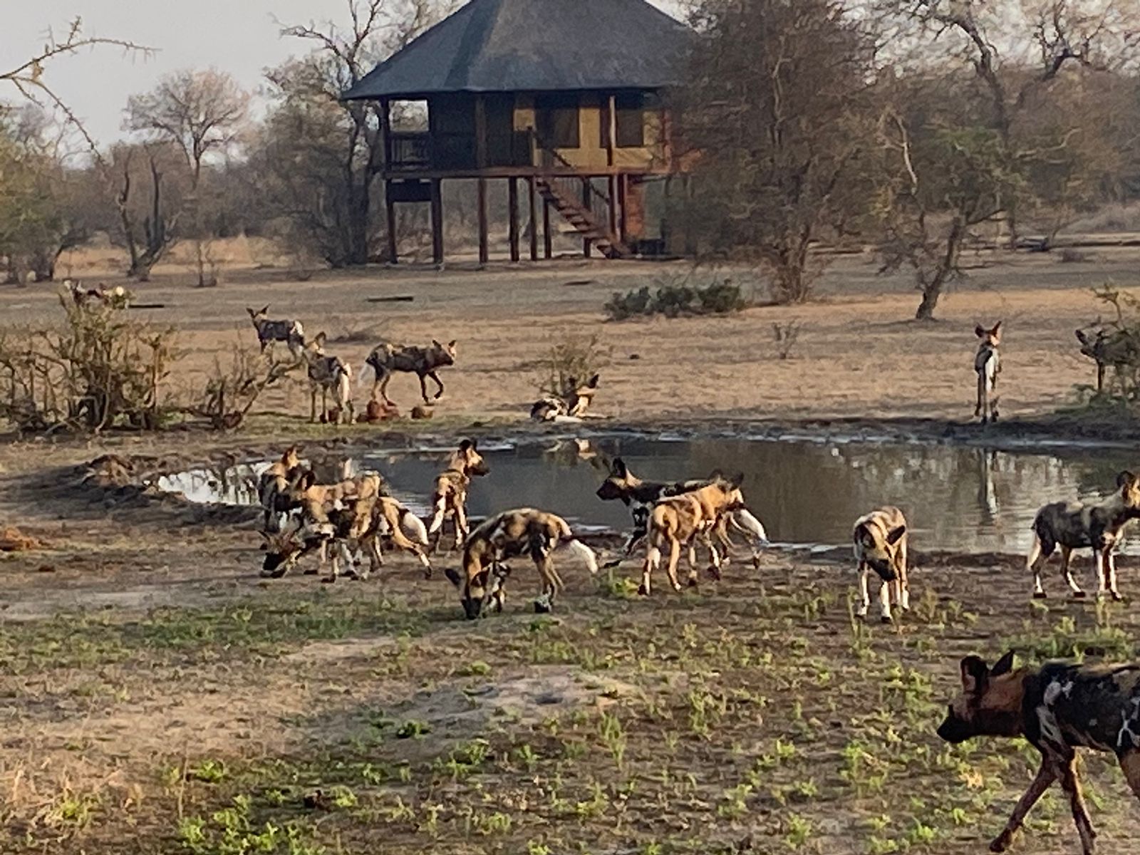 African Wild Dogs outside of nThambo Tree Camp