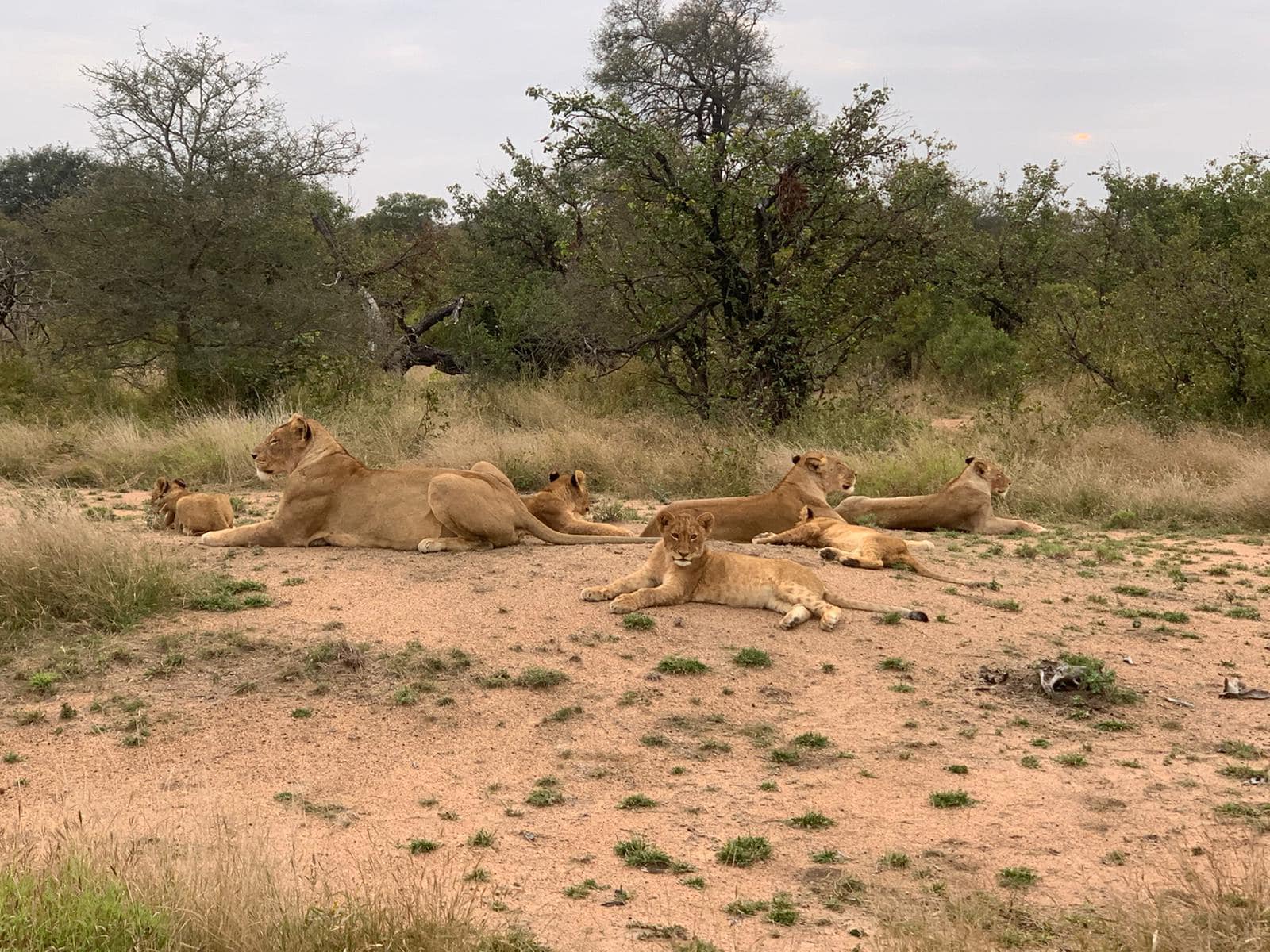 Vuyela lion cubs in 2022