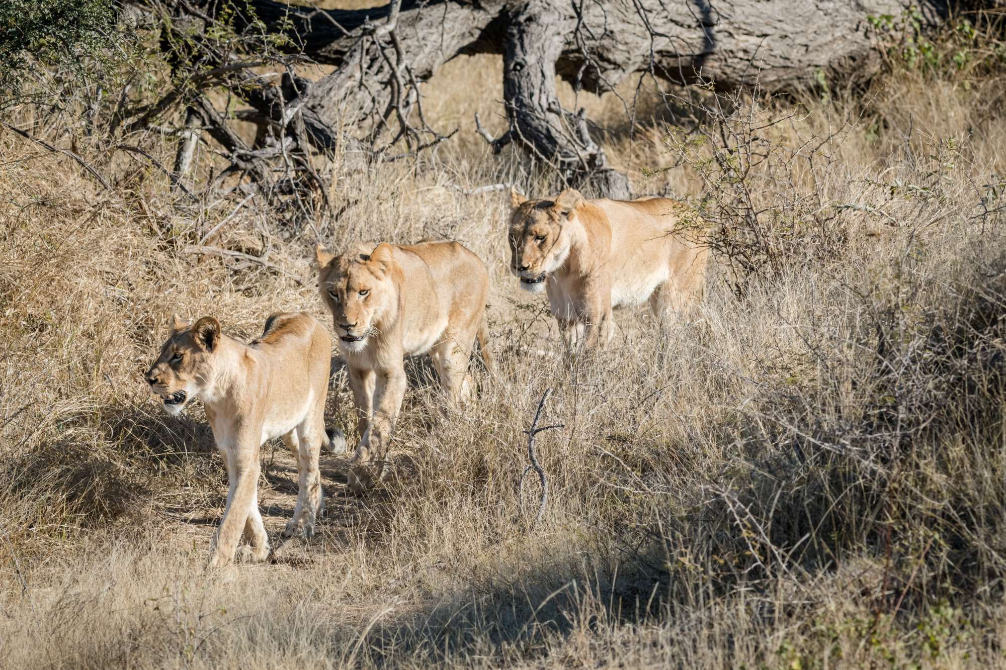 Olifants West Nature Reserve Lions