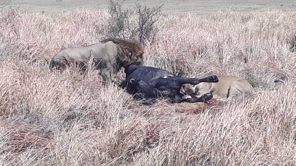 Male lion tucking into a buffalo kill on the Moremi