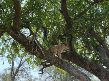 From Kruger to Botswana, our guide and tracker chatter is buzzing with big cat sightings. Botswana and Kruger are two sought-after safari destinations in Southern Africa, one offers an easily accessible Big 5 bushveld experience and the other a remote land and water based safari experience. We’re lucky enough to represent five camps and lodges […]