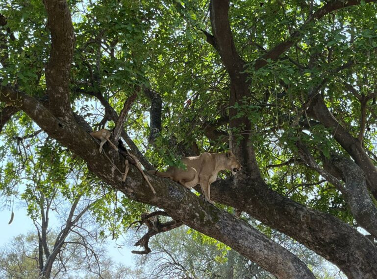 Latest Big Cat Sightings in Botswana