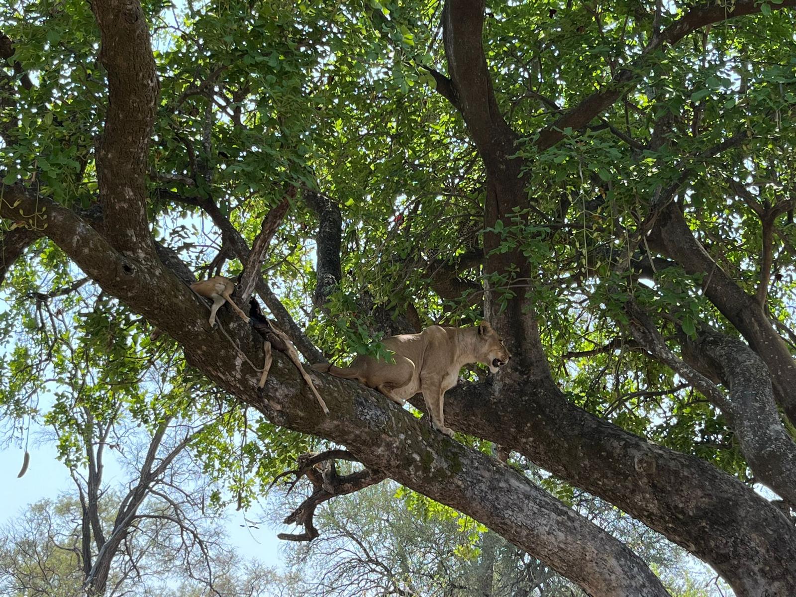 Lion climbing tree with leopard in background