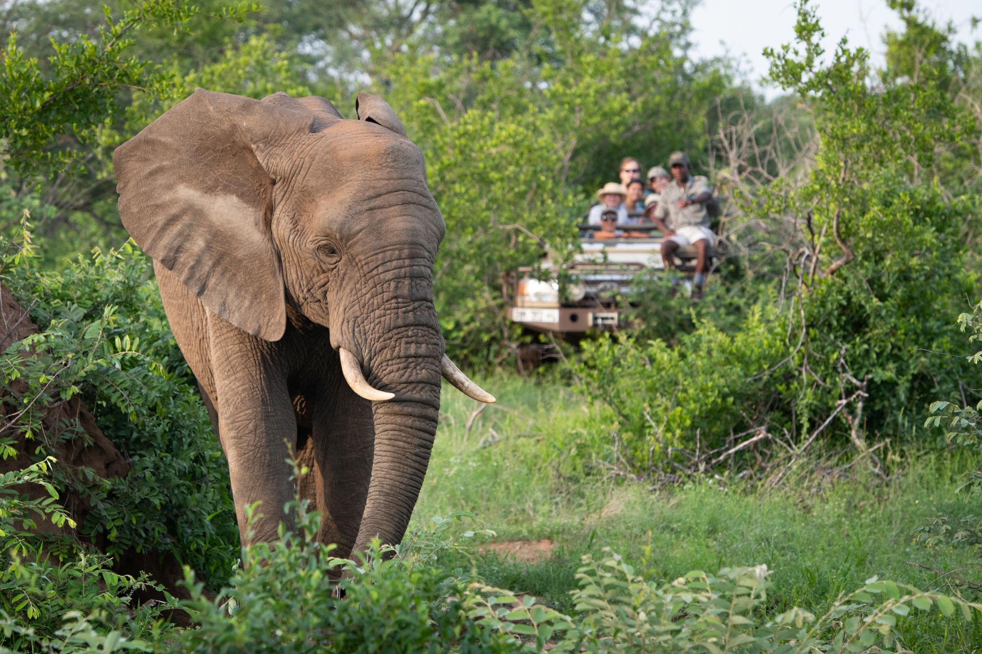 Sausage Tree Safari Camp Elephants on Game Drive