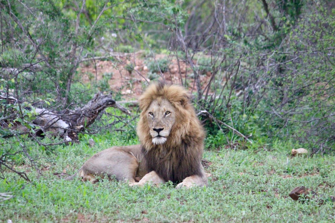 Lions in the Maseke Reserve