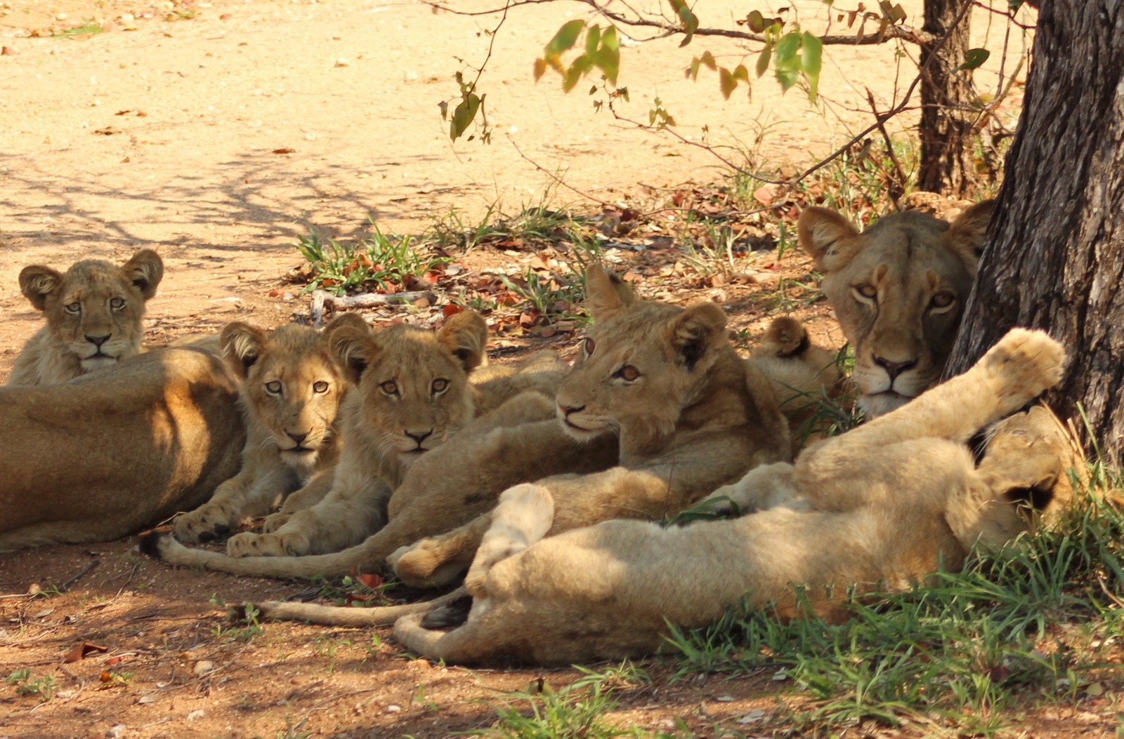 Lion Prides Maseke Game Reserve