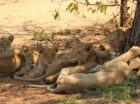 We recently wrote a blog post about the prolific predator sightings in the Klaserie over a 24 hour period. If you recall, there was a sighting of 6 unknown lions eagerly tucking into a giraffe kill, 15 wild dog puppies huddling together on the road, and 3 cheetah relaxing after a recent kill. The lions […]