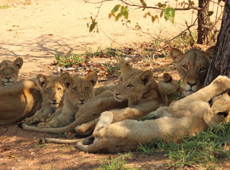 Safari Snapshot: Latest Wildlife Sightings in South Africa and Botswana