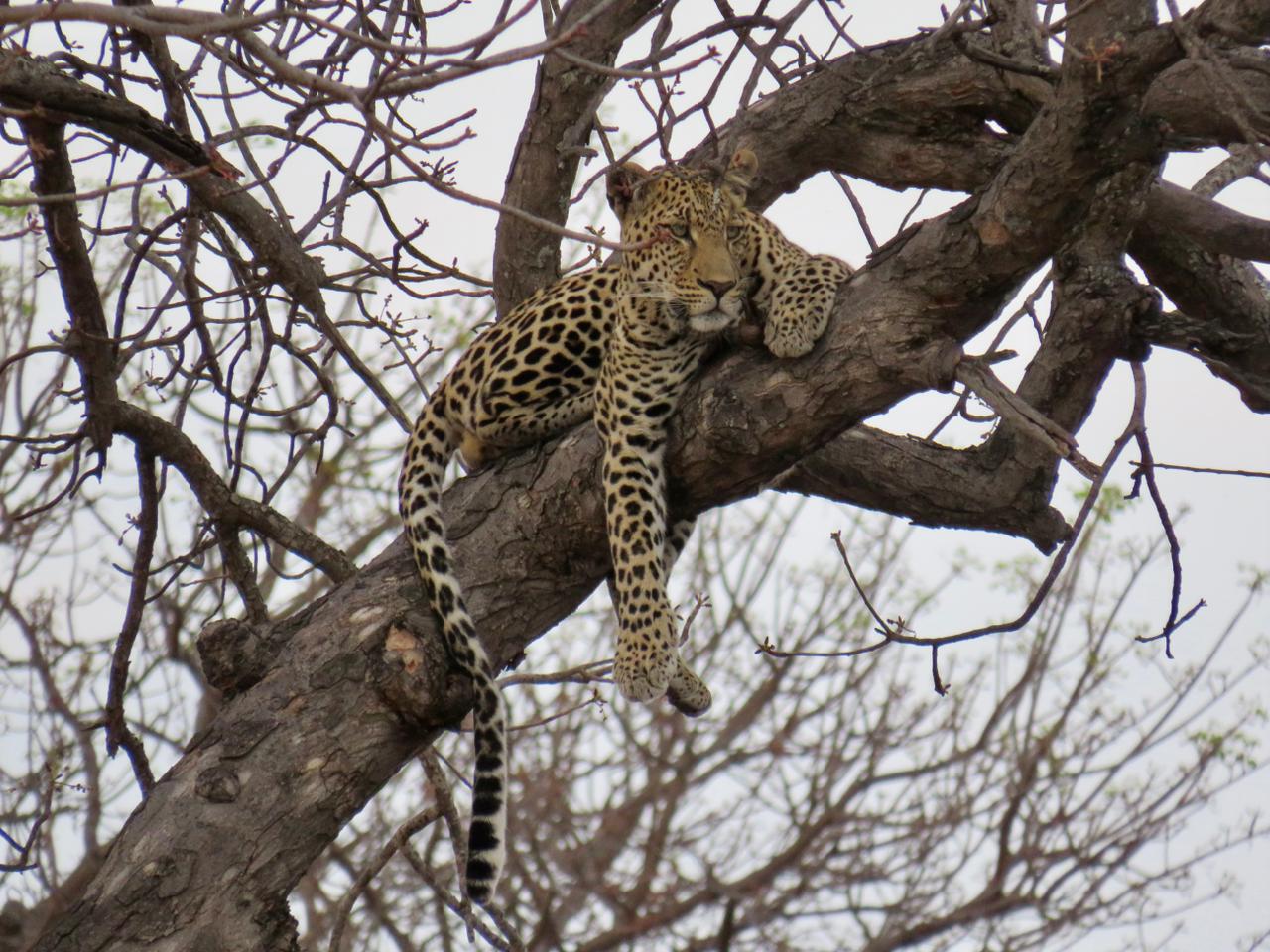Lazy Leopard in Tree